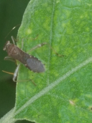 Burtinus notatipennis