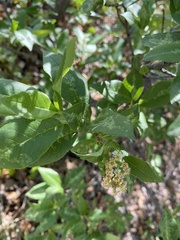 Prunus virginiana