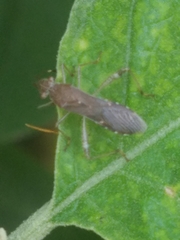 Burtinus notatipennis