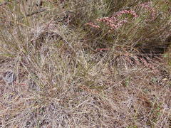 Chascolytrum subaristatum