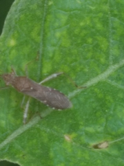 Burtinus notatipennis