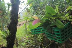 Masdevallia caudata