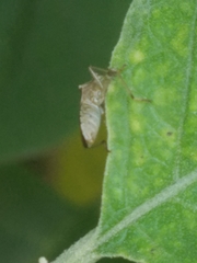Burtinus notatipennis