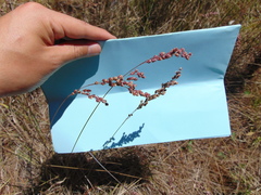 Chascolytrum subaristatum