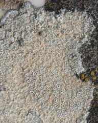 Circinaria hoffmanniana