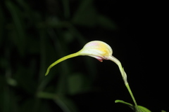 Masdevallia pileata