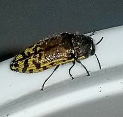 Acmaeodera mixta