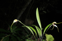 Masdevallia pileata