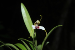 Masdevallia pileata