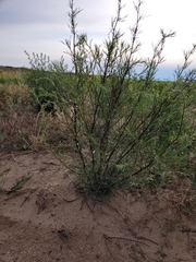 Artemisia arenaria