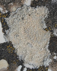 Circinaria hoffmanniana