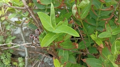Hypericum foliosum