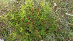 Hypericum foliosum