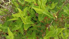 Hypericum foliosum
