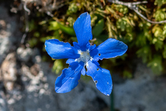 Gentiana verna