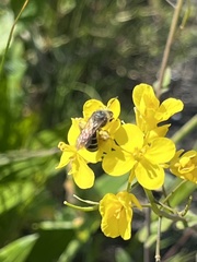Lasioglossum sisymbrii