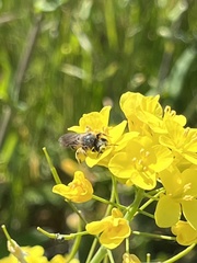 Lasioglossum sisymbrii