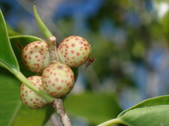 Odontofroggatia galili