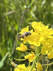 Lasioglossum sisymbrii