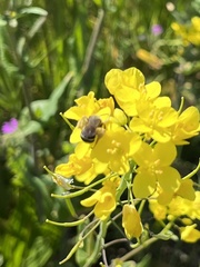 Lasioglossum sisymbrii