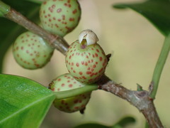 Odontofroggatia galili