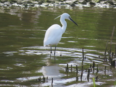 Egretta garzetta