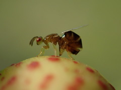 Odontofroggatia galili