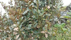 Laurus azorica