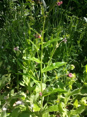 Cynoglossum germanicum