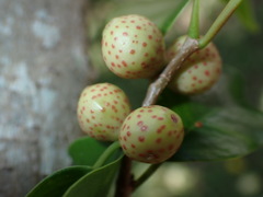 Odontofroggatia galili