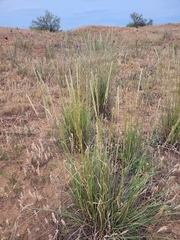Agropyron desertorum