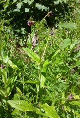 Cynoglossum germanicum