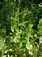 Cynoglossum germanicum