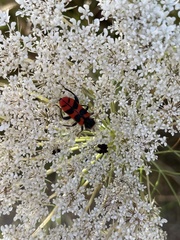 Trichodes umbellatarum
