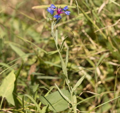 Centaurea depressa
