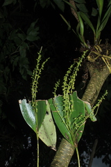 Pleurothallis revoluta