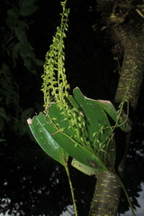 Pleurothallis revoluta