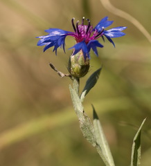 Centaurea depressa
