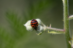 Harmonia axyridis