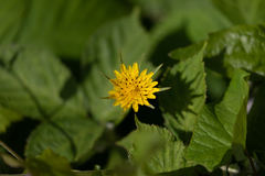 Tragopogon pratensis