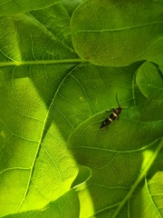 Micropterix aureatella