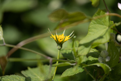 Tragopogon pratensis