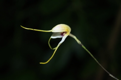Masdevallia pileata