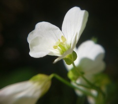 Cardamine tenera
