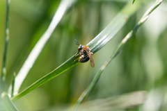 Andrena haemorrhoa