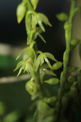Pleurothallis revoluta