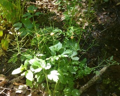 Cardamine tenera