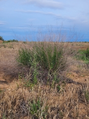 Artemisia arenaria