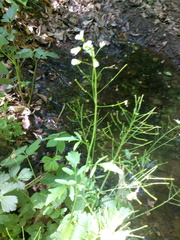 Cardamine tenera