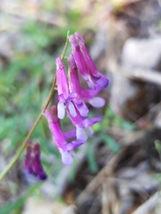 Vicia villosa